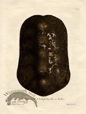 Trew Turtle Shell 16